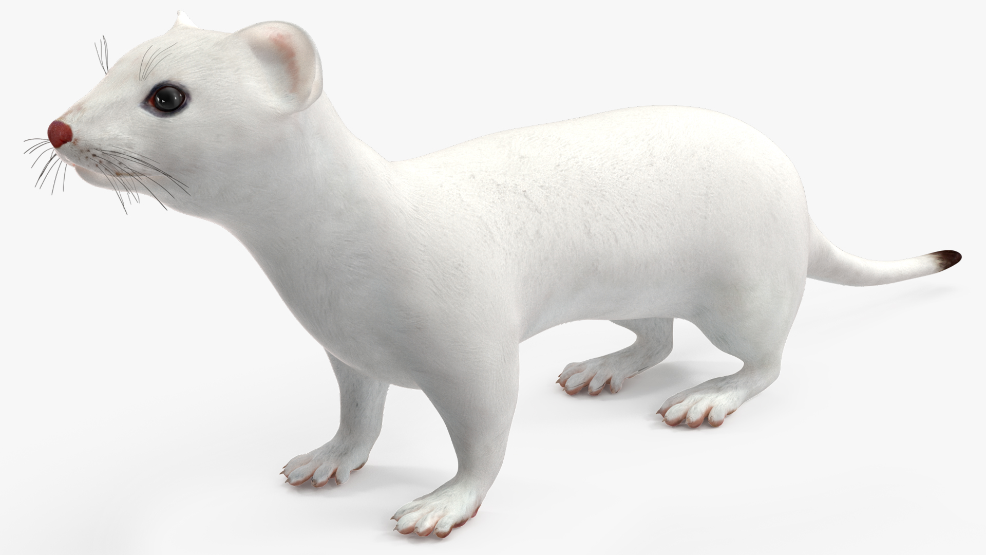 3D model Ermine Mammal White Rigged for Cinema 4D