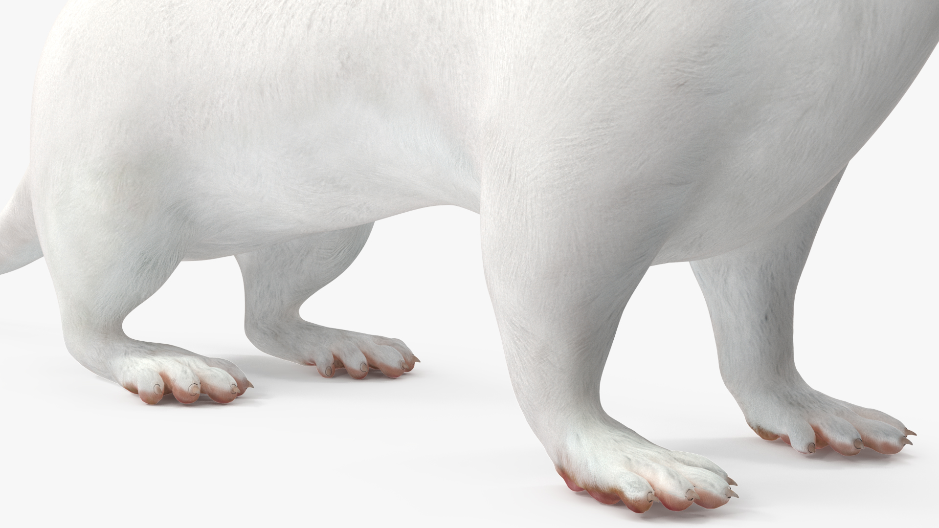 3D model Ermine Mammal White Rigged for Cinema 4D