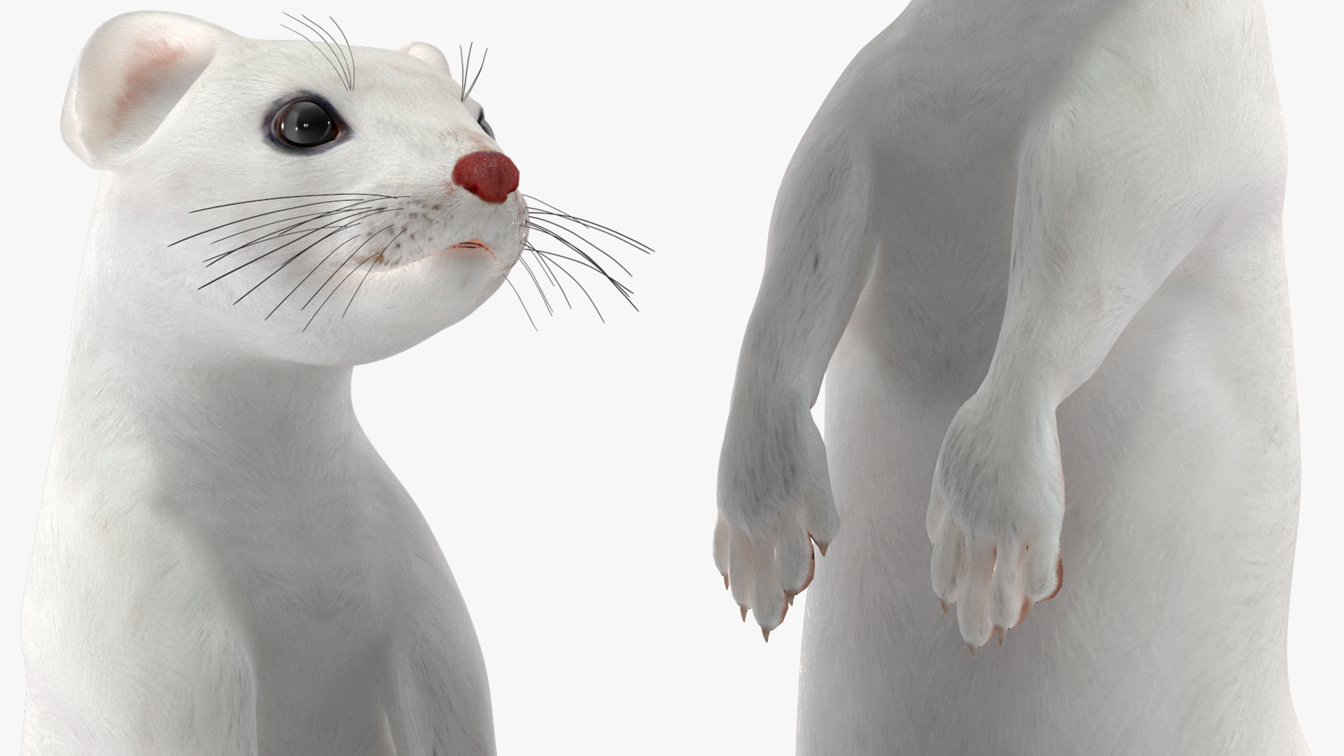 3D model Ermine Mammal White Rigged for Cinema 4D