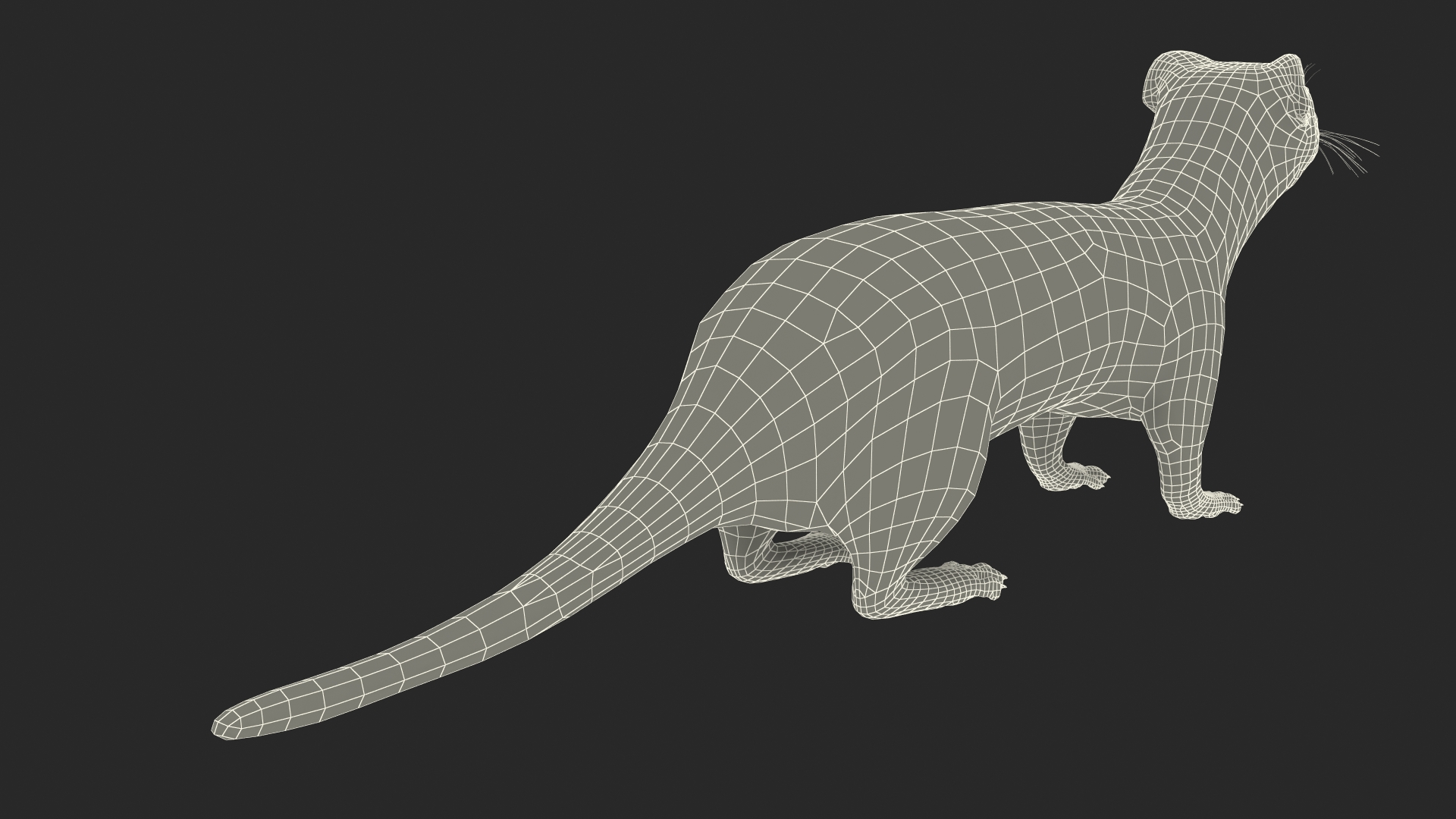 3D model Ermine Mammal White Rigged for Cinema 4D