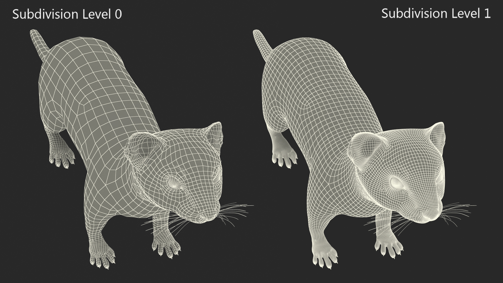 3D model Ermine Mammal White Rigged for Cinema 4D