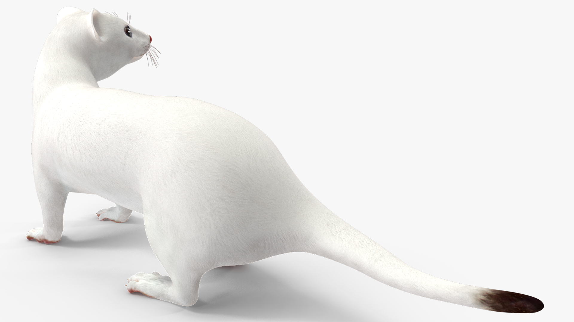 3D model Ermine Mammal White Rigged for Cinema 4D