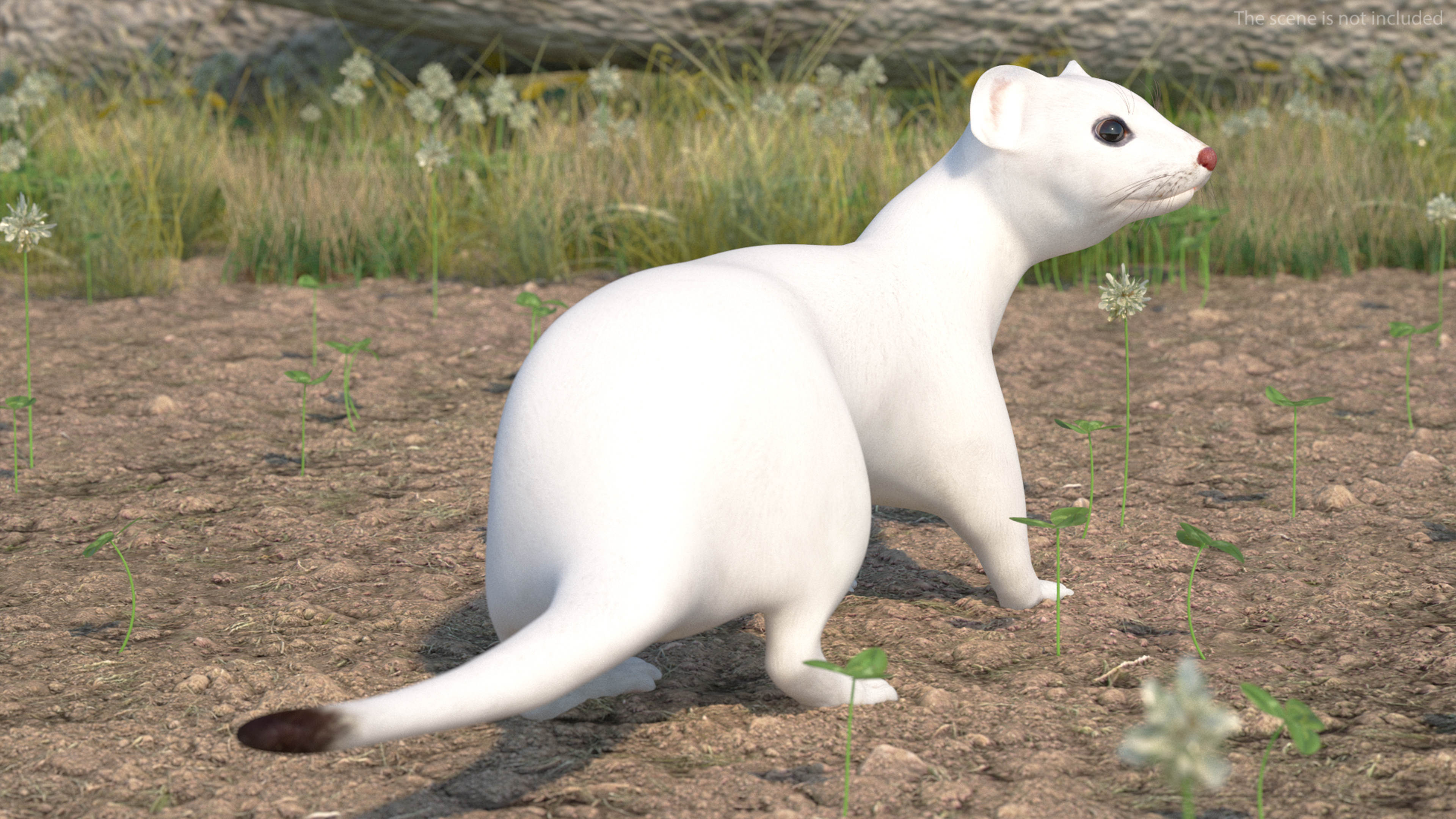 3D model Ermine Mammal White Rigged for Cinema 4D