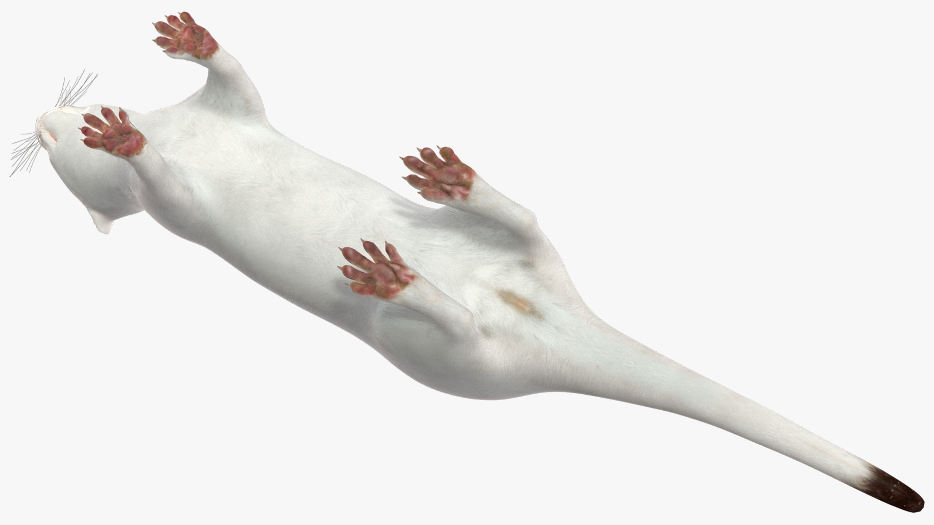 3D model Ermine Mammal White Rigged for Cinema 4D