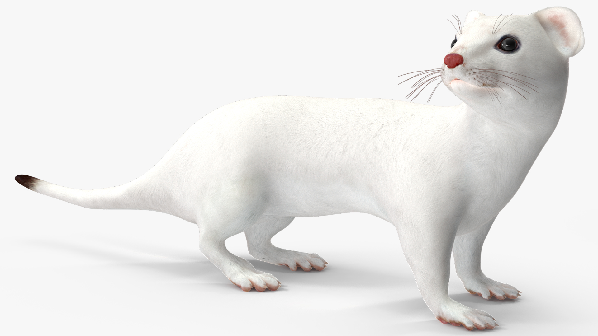 3D model Ermine Mammal White Rigged for Cinema 4D