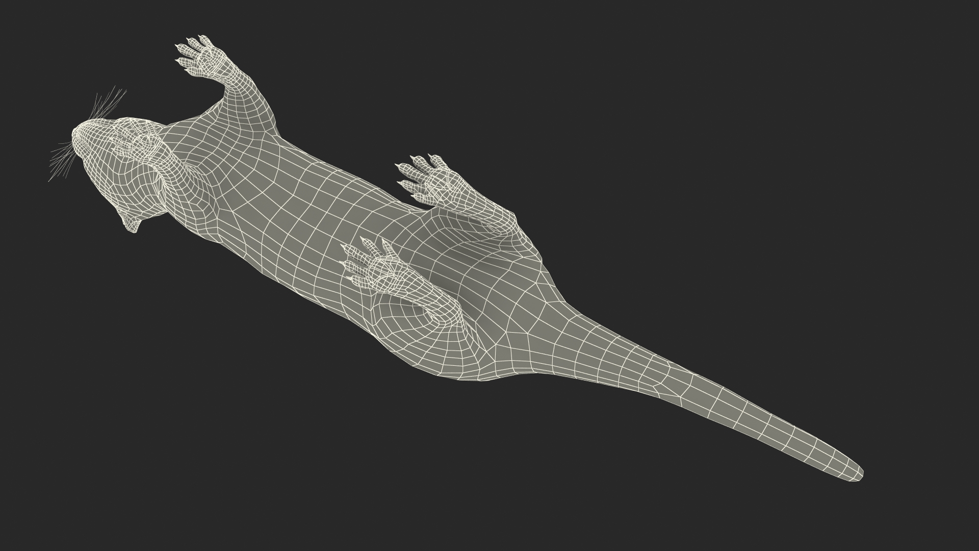 3D model Ermine Mammal White Rigged for Cinema 4D