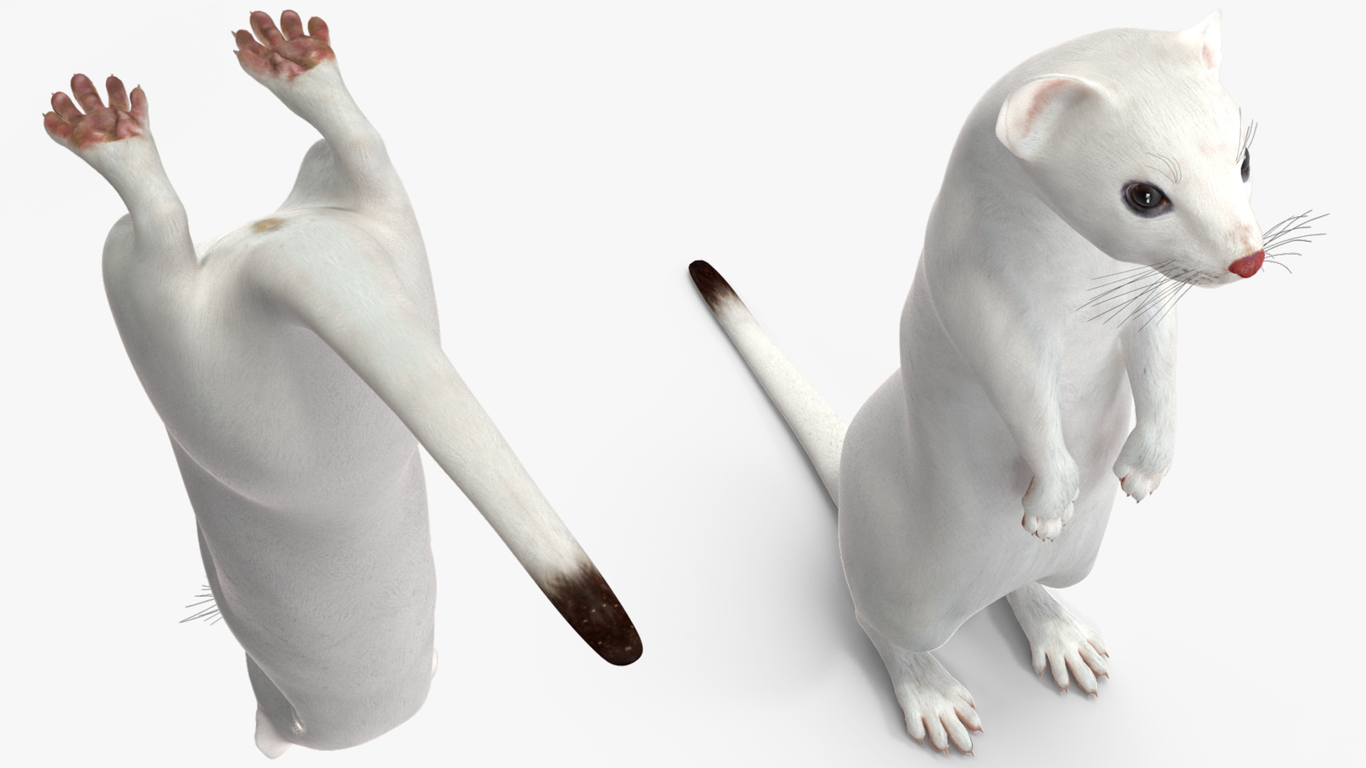 3D model Ermine Mammal White Rigged for Cinema 4D