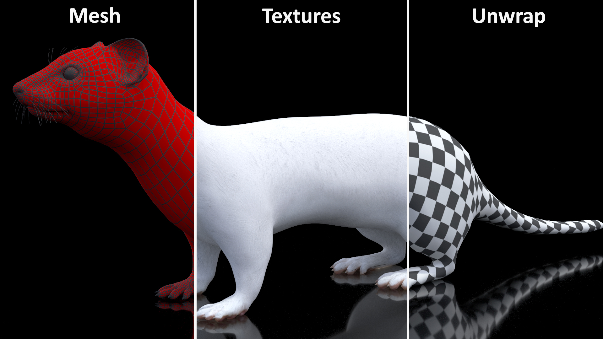 3D model Ermine Mammal White Rigged for Cinema 4D