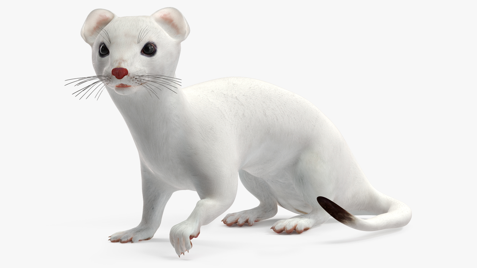 3D model Ermine Mammal White Rigged for Cinema 4D