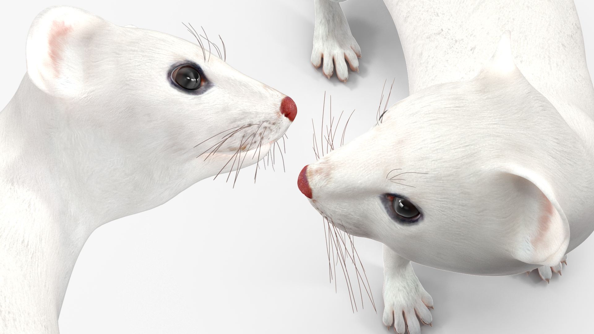 3D model Ermine Mammal White Rigged for Cinema 4D
