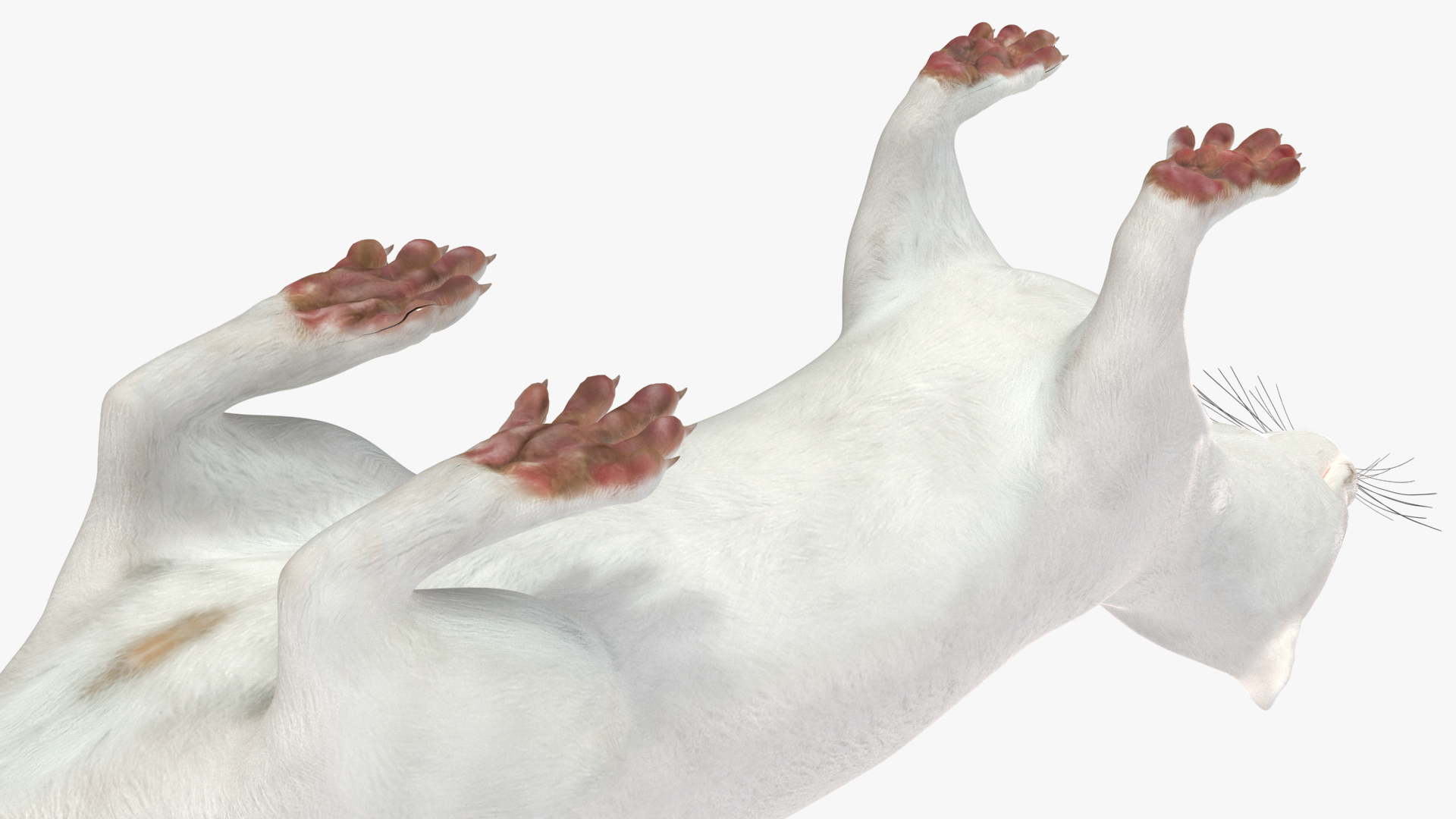 3D model Ermine Mammal White Rigged for Cinema 4D