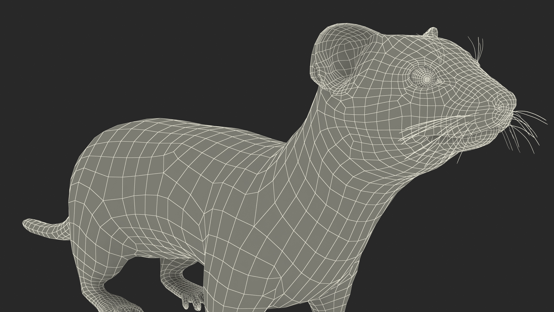 3D model Ermine Mammal White Rigged for Cinema 4D