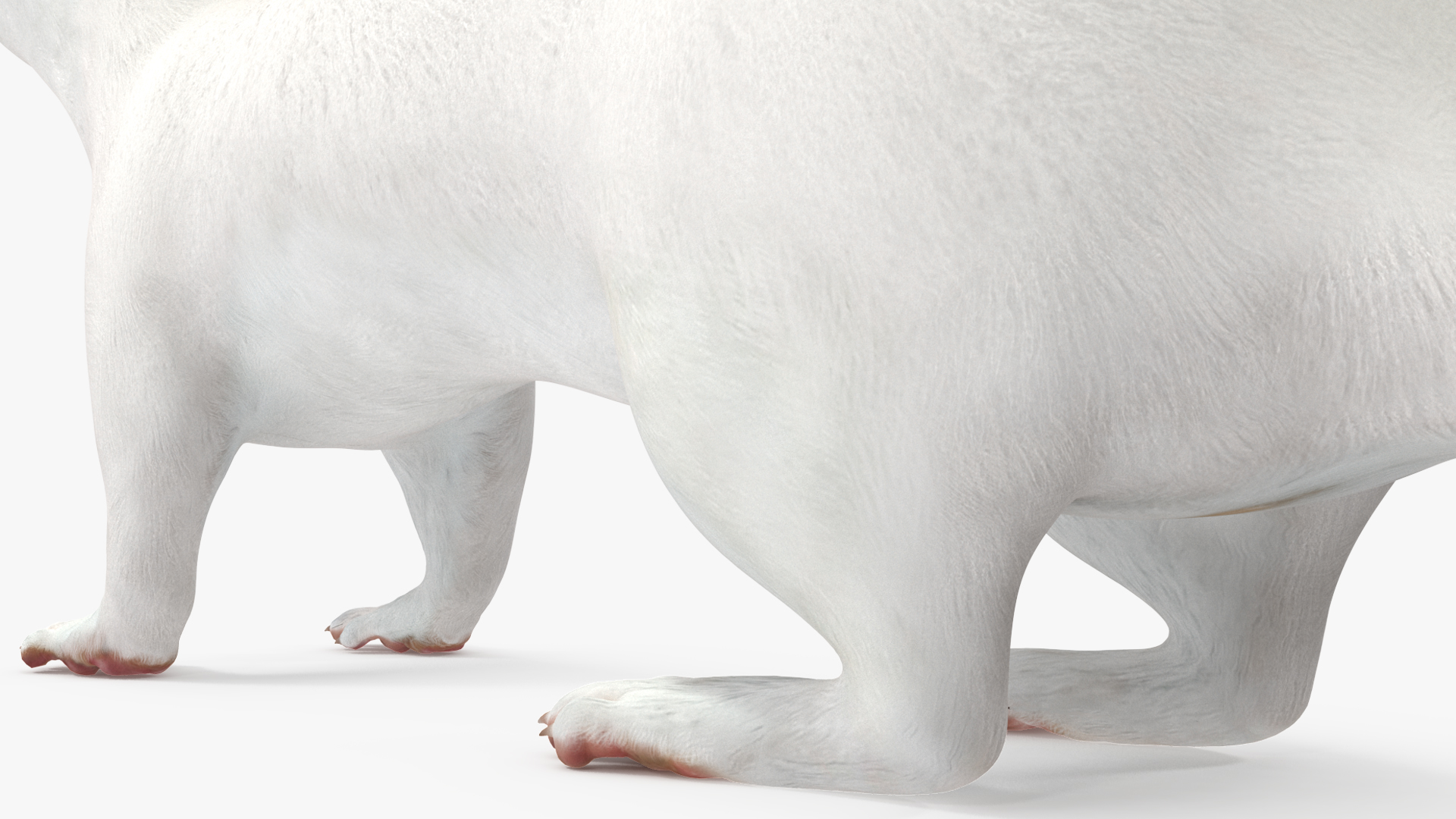 3D model Ermine Mammal White Rigged for Cinema 4D