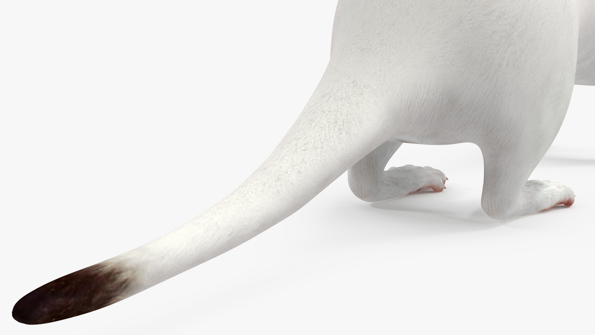 3D model Ermine Mammal White Rigged for Cinema 4D