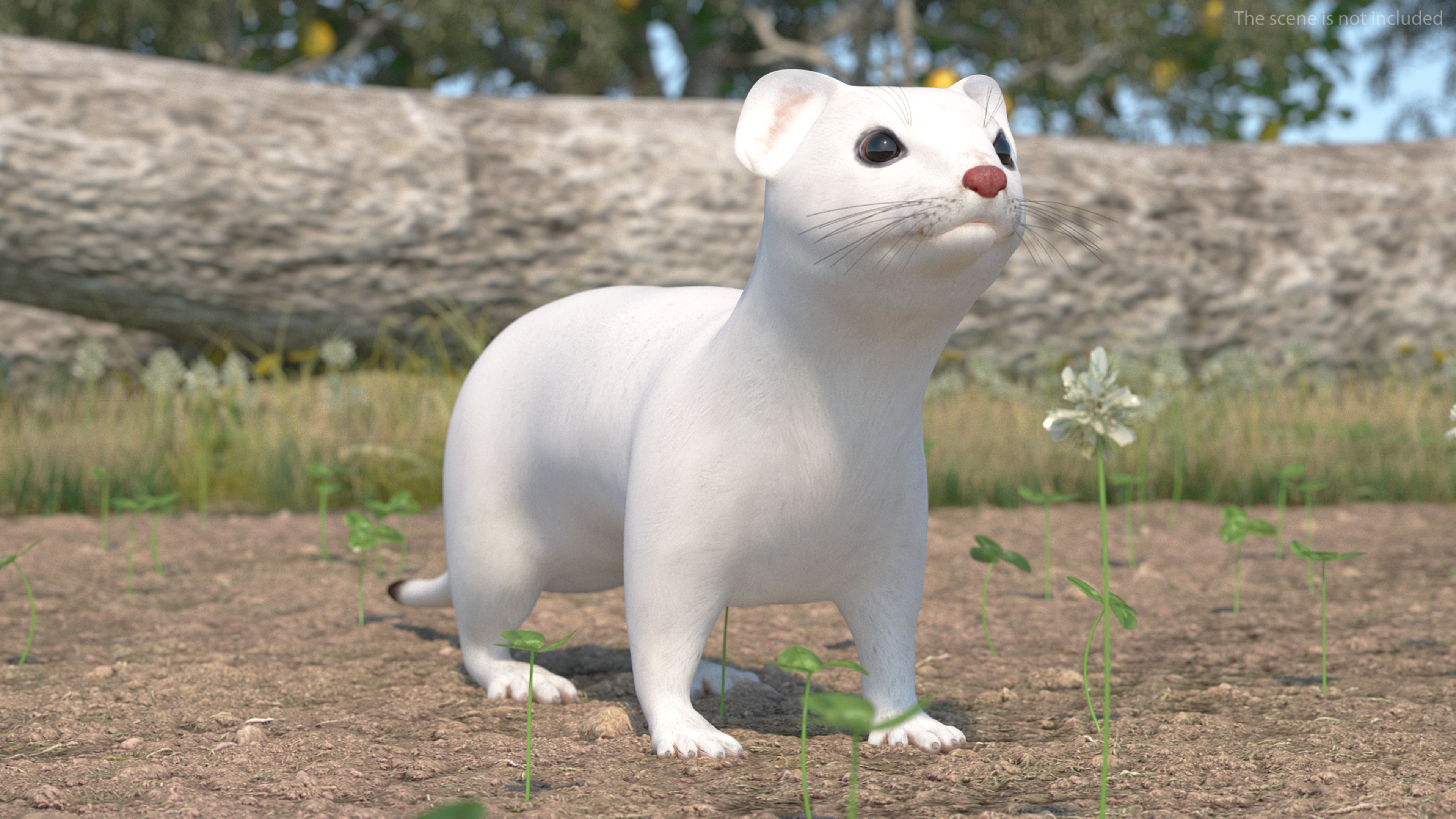 3D model Ermine Mammal White Rigged for Cinema 4D