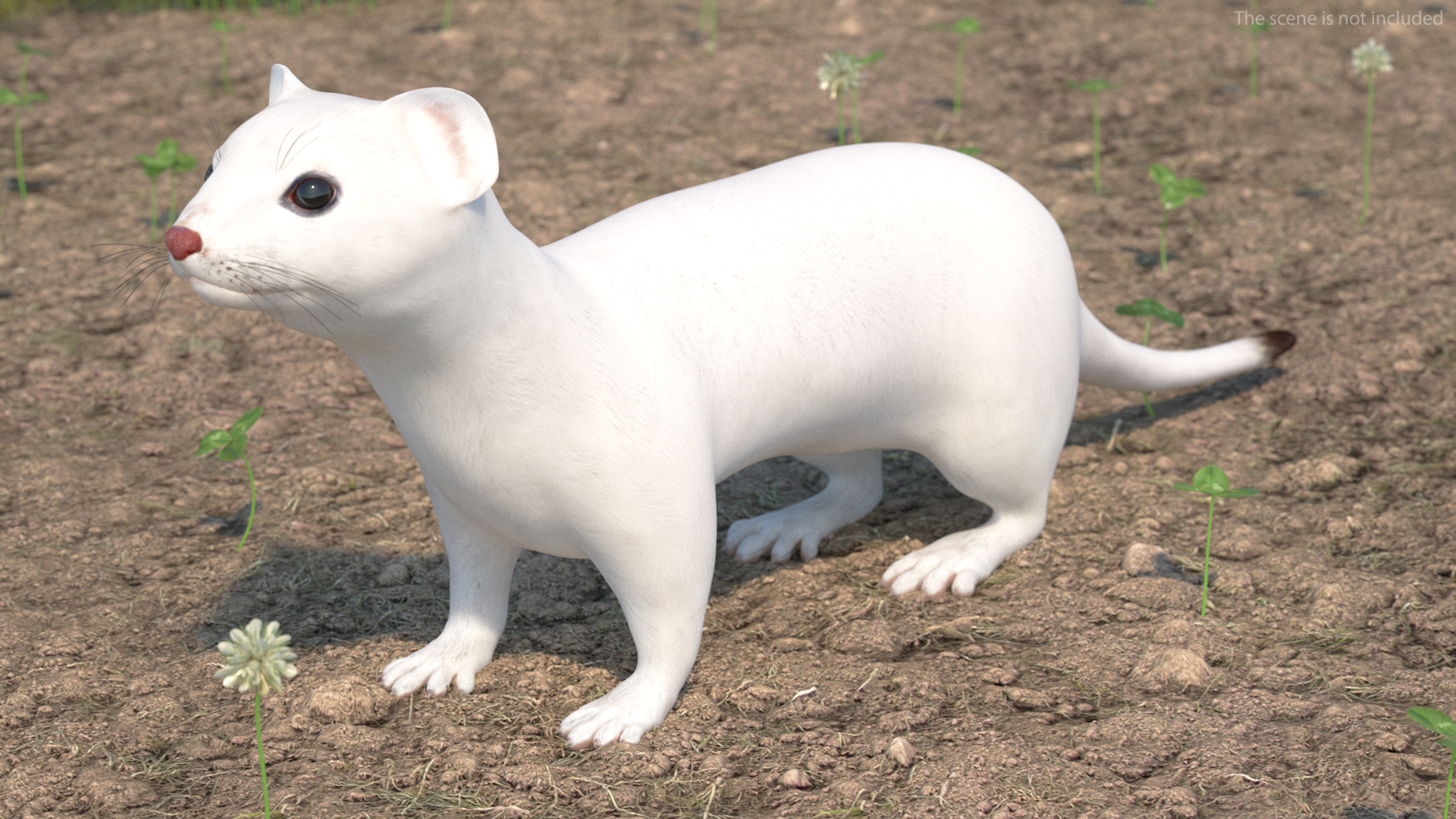 3D model Ermine Mammal White Rigged for Cinema 4D