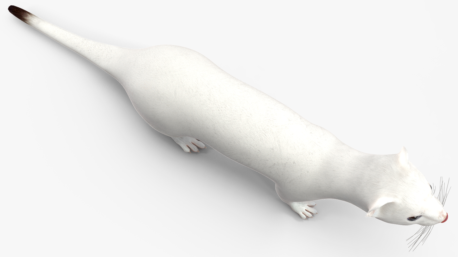 3D model Ermine Mammal White Rigged for Cinema 4D