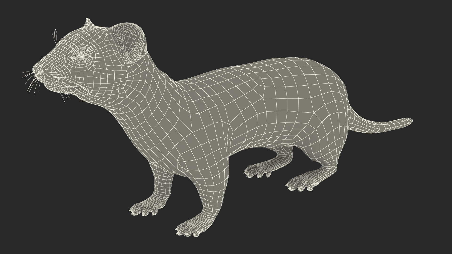 3D model Ermine Mammal White Rigged for Cinema 4D