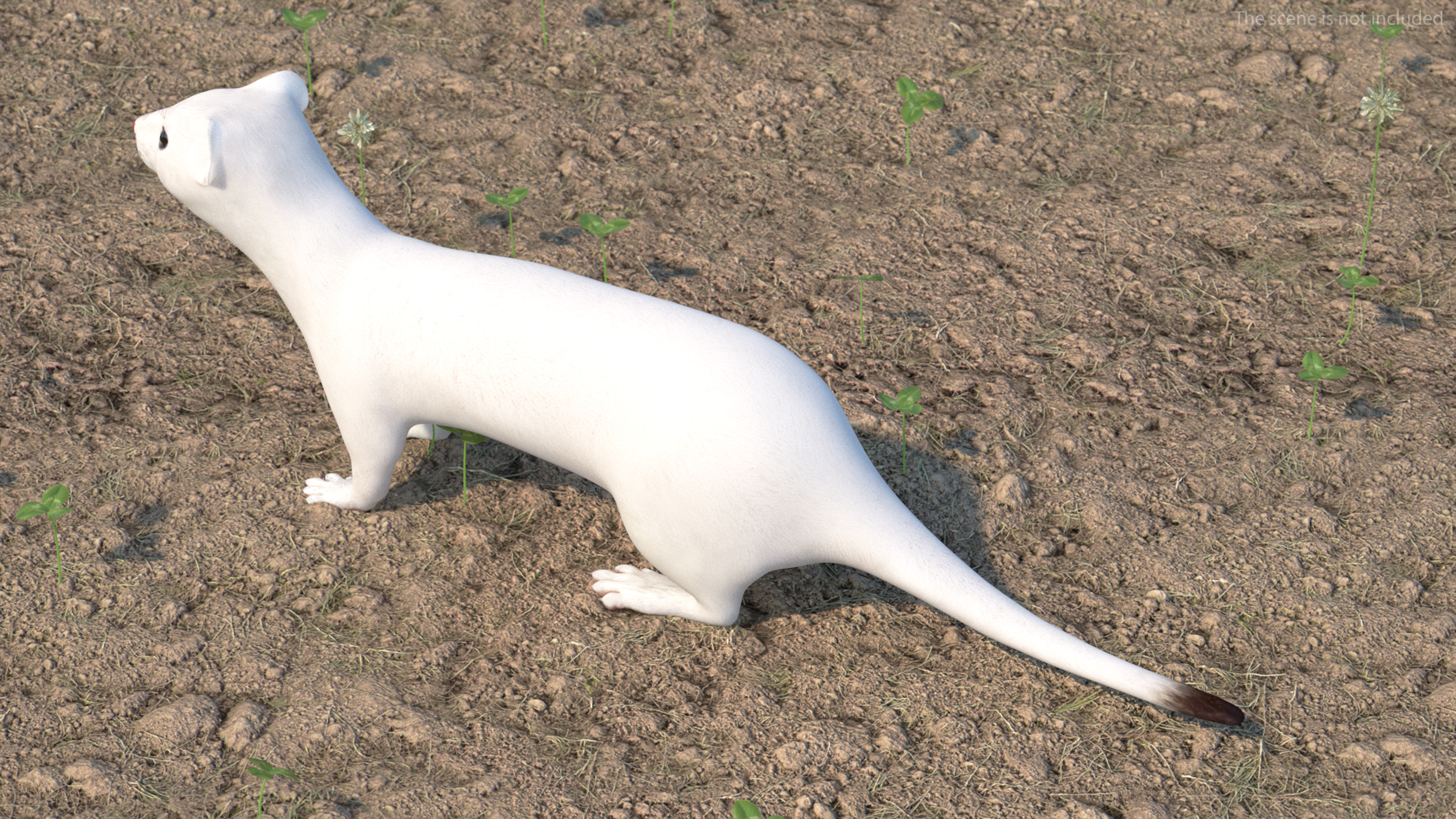 3D model Ermine Mammal White Rigged for Cinema 4D