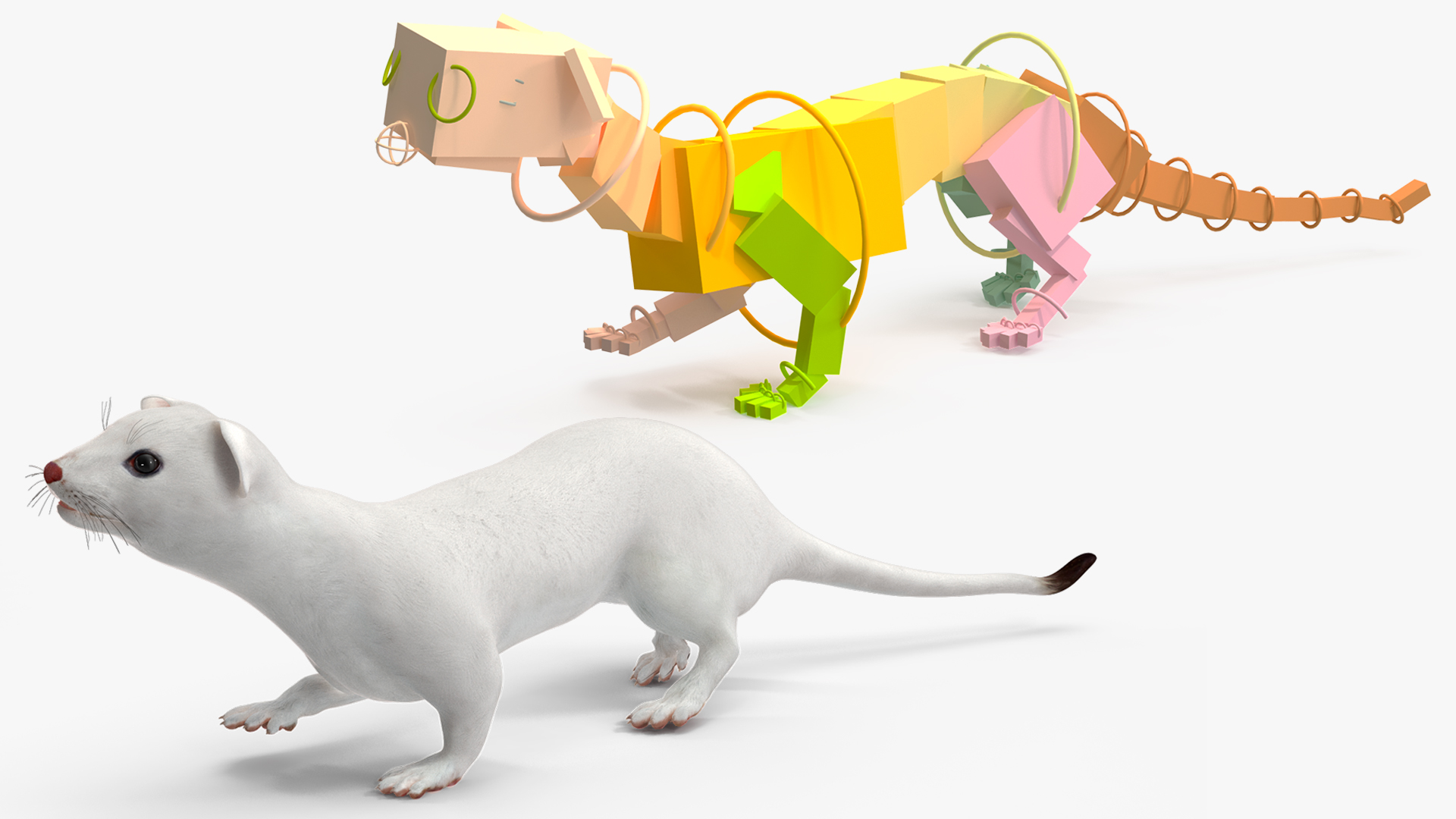 3D model Ermine Mammal White Rigged for Cinema 4D