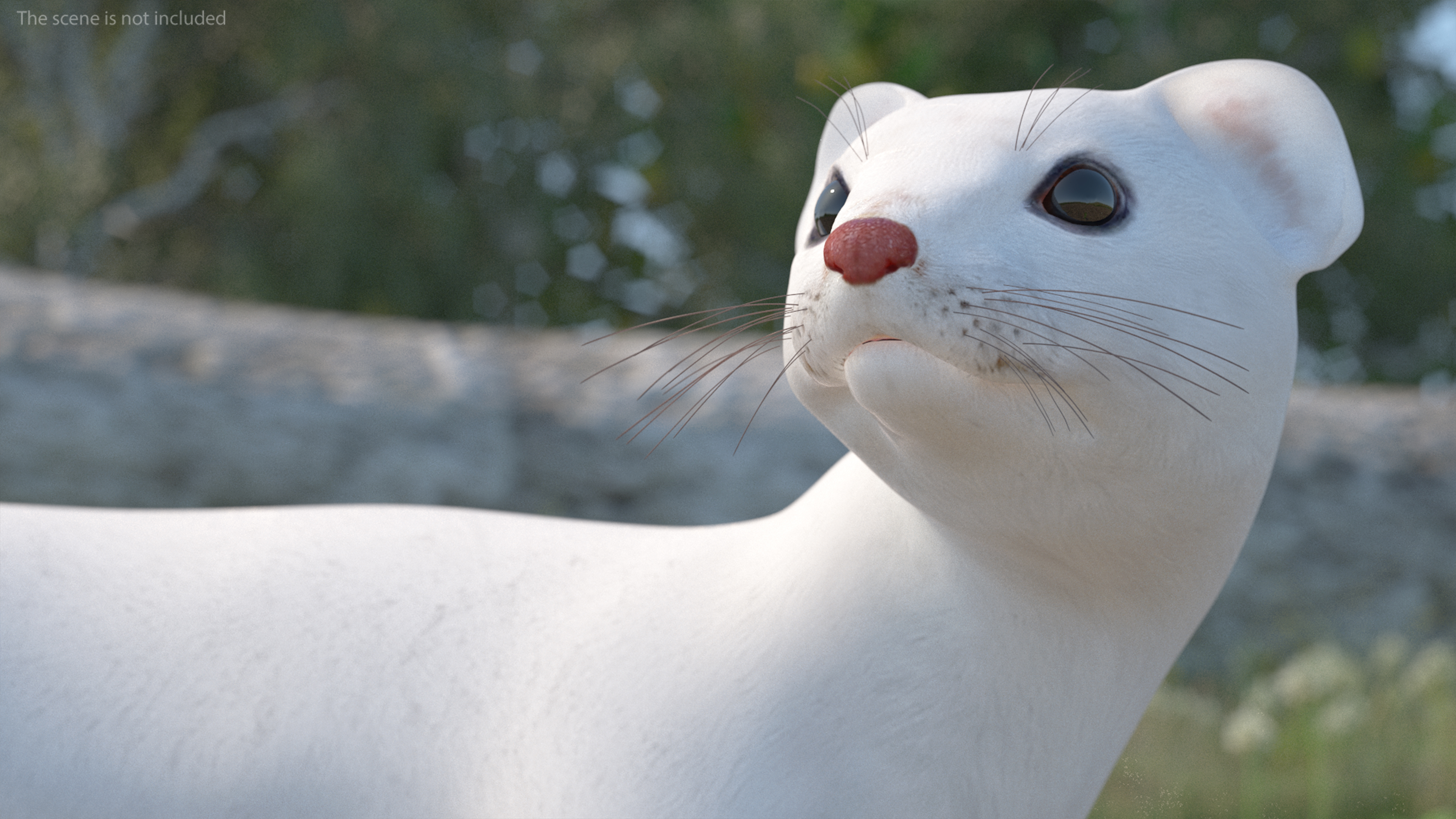 3D model Ermine Mammal White Rigged for Cinema 4D
