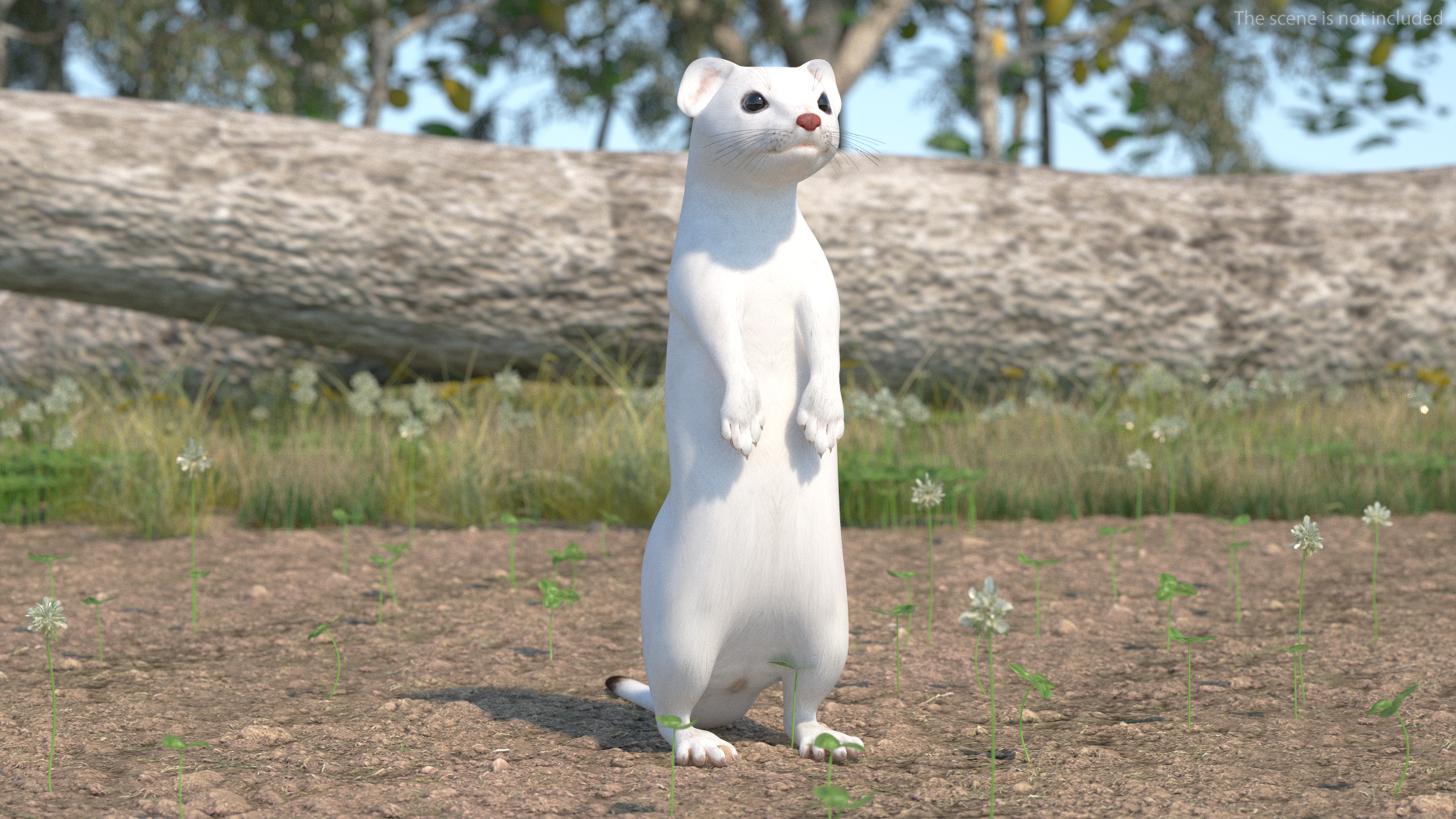 3D model Ermine Mammal White Rigged for Cinema 4D
