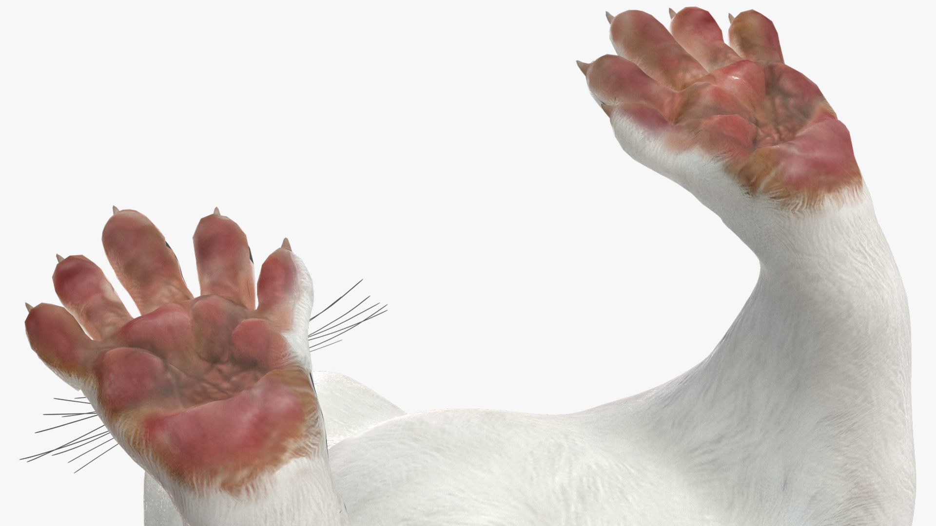 3D model Ermine Mammal White Rigged for Cinema 4D