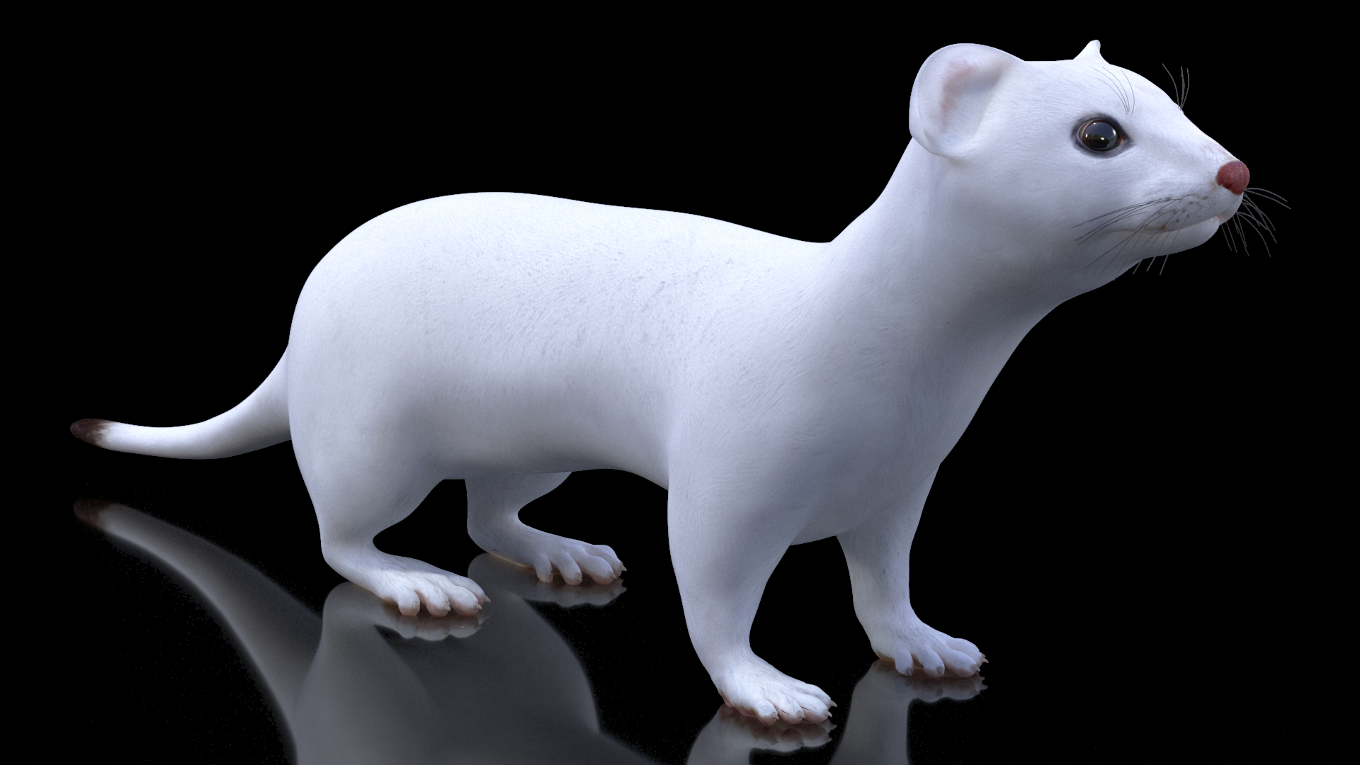 3D model Ermine Mammal White Rigged for Cinema 4D