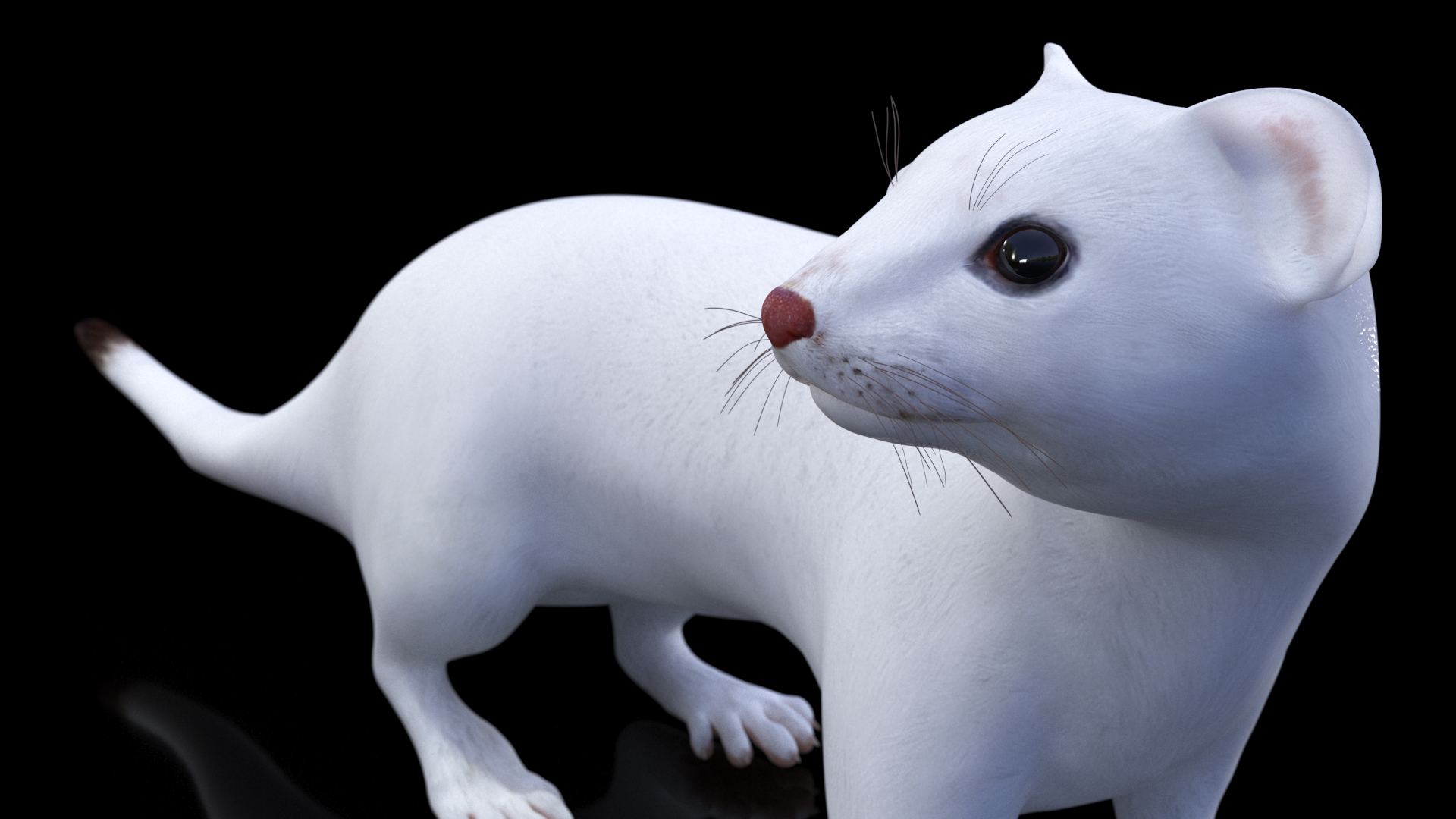 3D model Ermine Mammal White Rigged for Cinema 4D