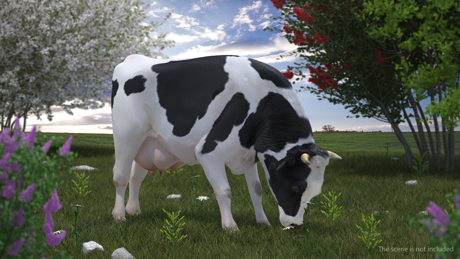 3D Animated Cow Eating Rigged