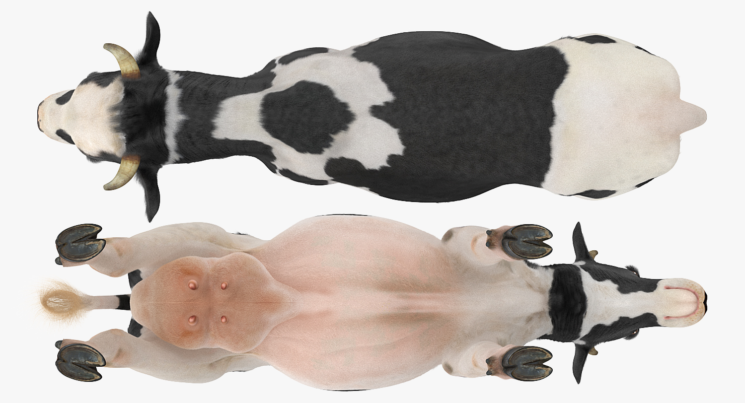 3D Animated Cow Eating Rigged