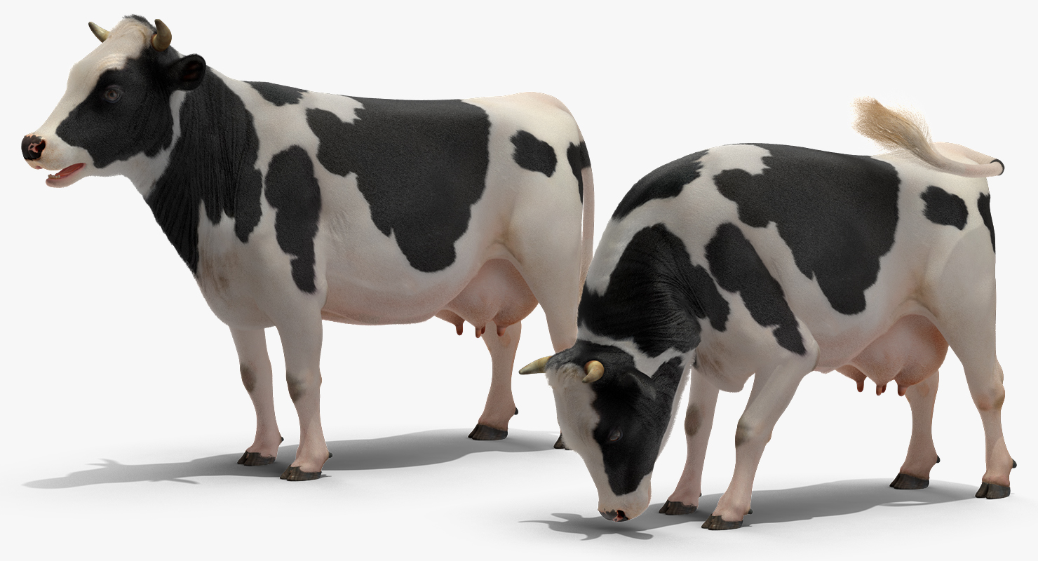 3D Animated Cow Eating Rigged