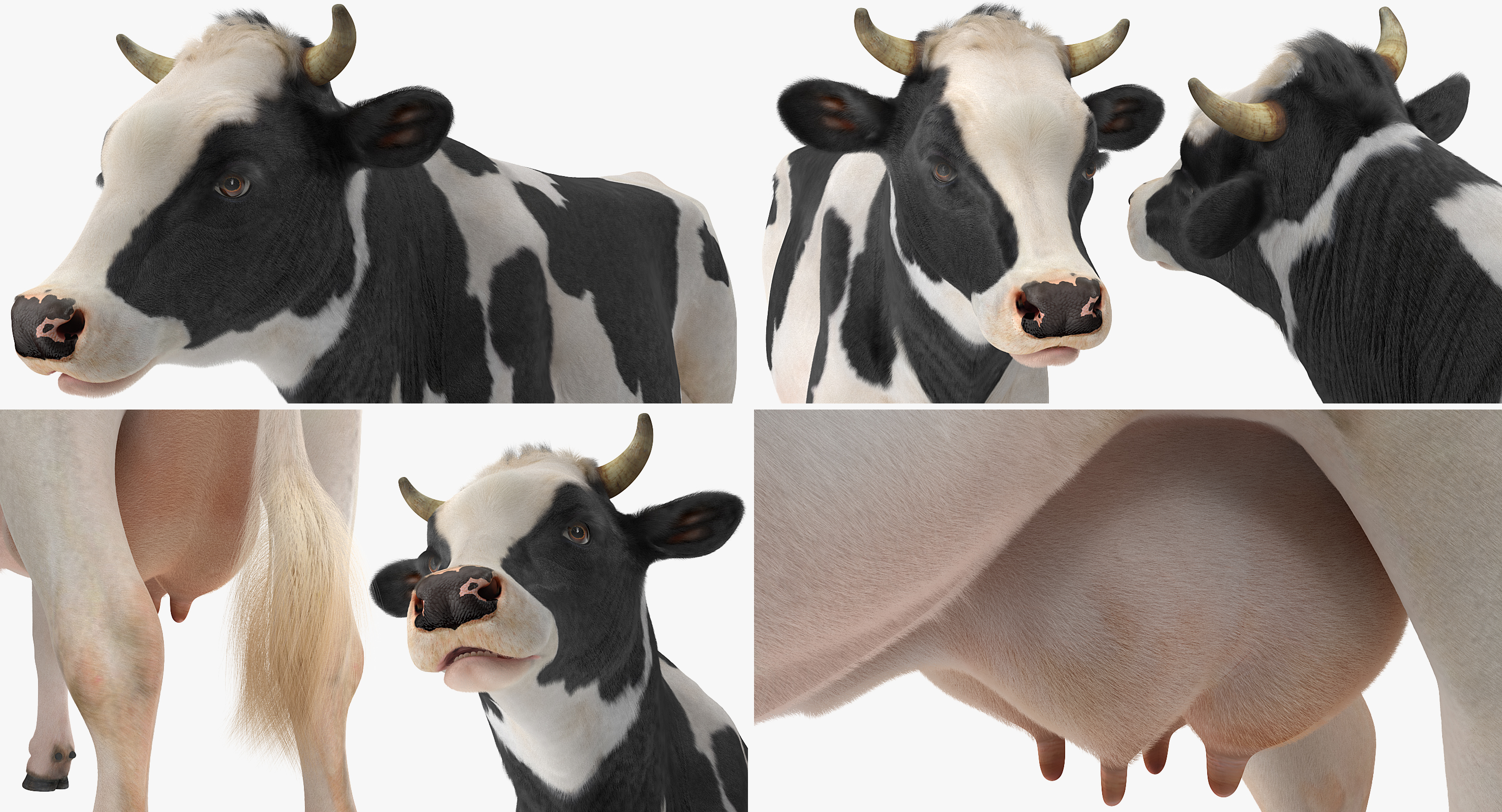 3D Animated Cow Eating Rigged