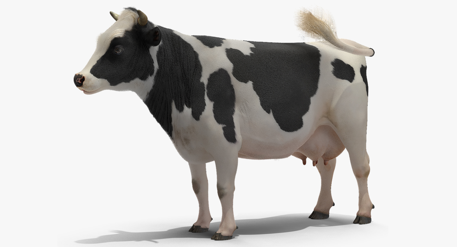 3D Animated Cow Eating Rigged