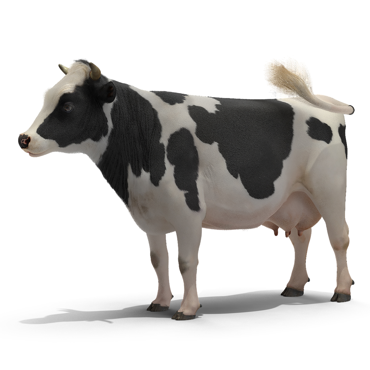Cow 3D Model, view 10