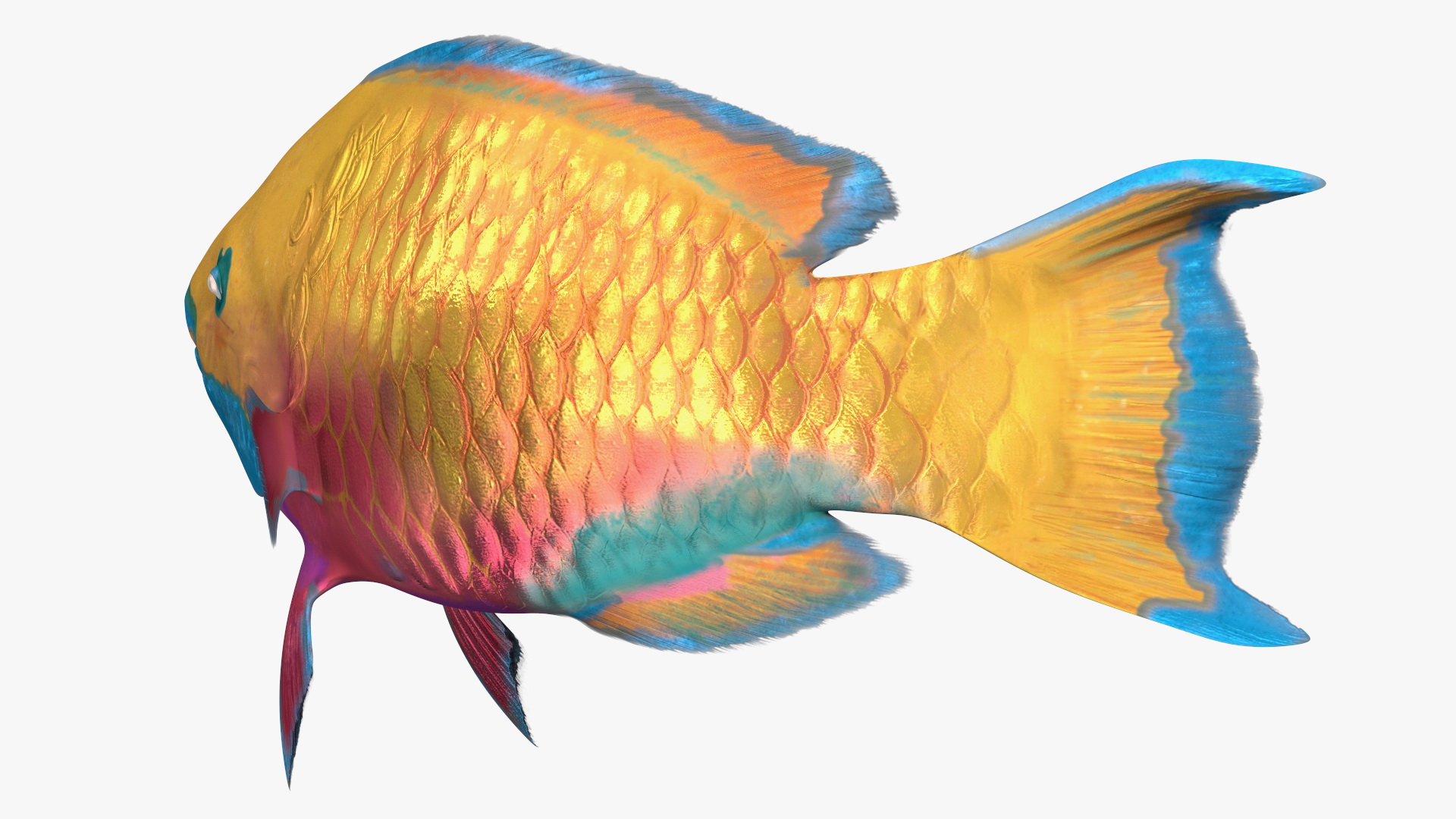 3D model Yellow Coral Parrotfish Rigged