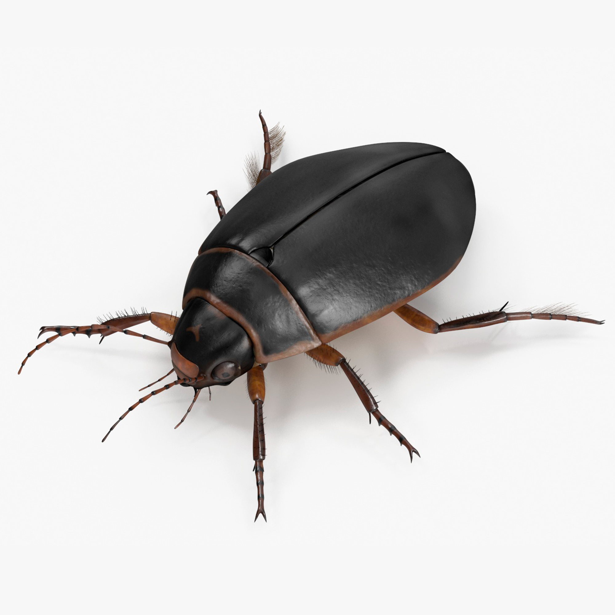 3D Screech Beetle Black Realistic Rigged for Maya
