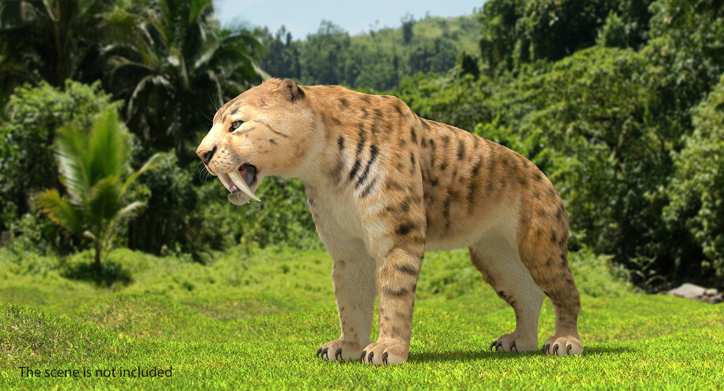 3D Saber Tooth Tiger Rigged with Fur model