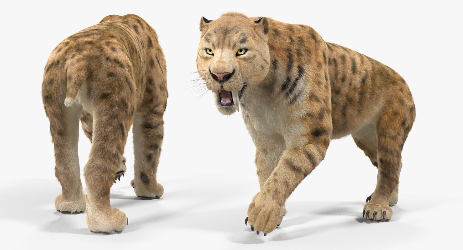 3D Saber Tooth Tiger Rigged with Fur model