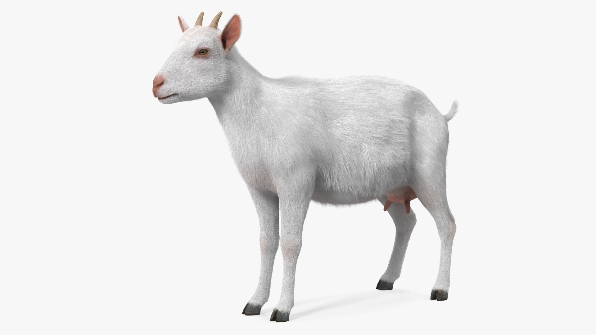 3D Goat Saanen Breed Fur