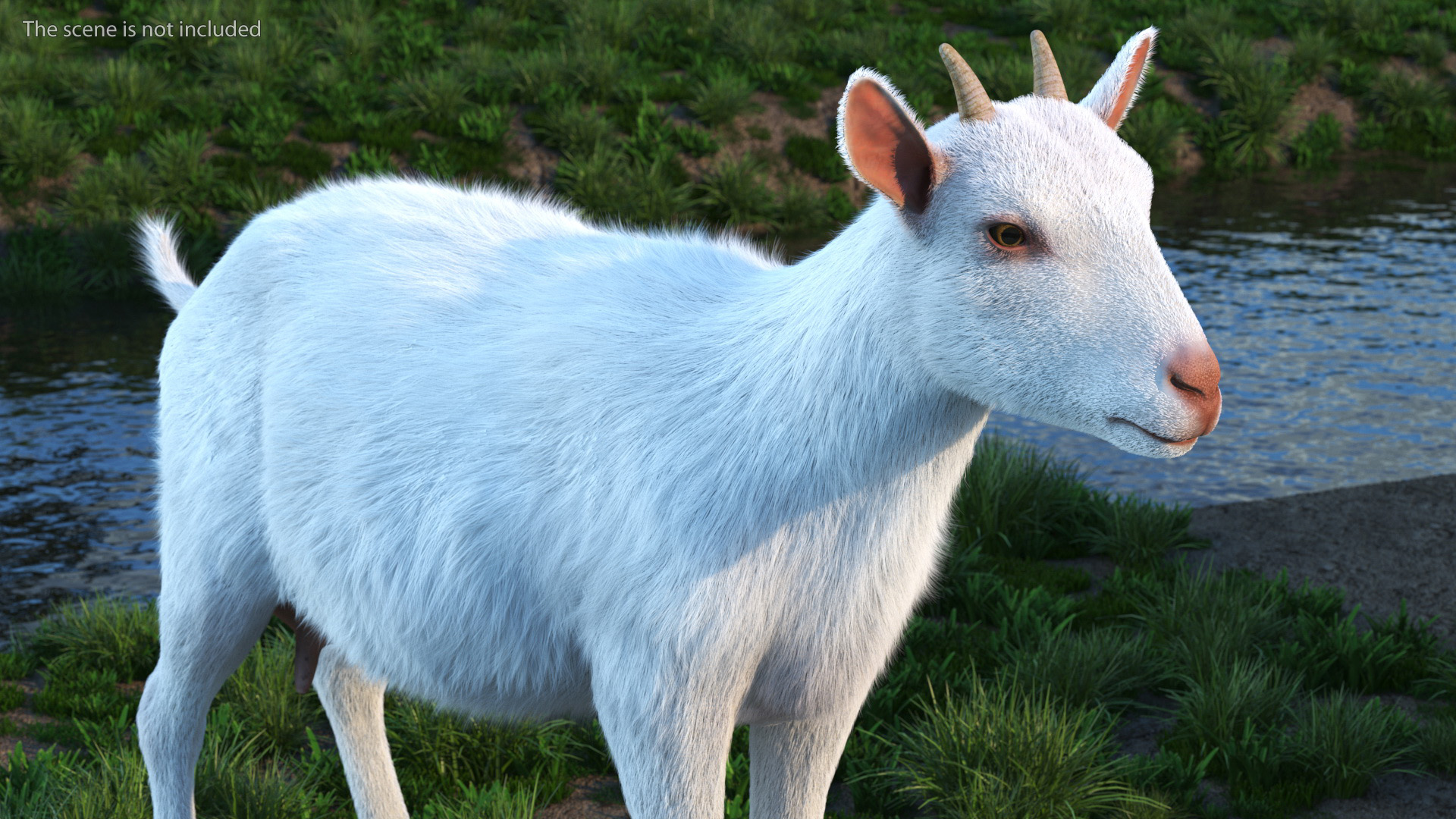 3D Goat Saanen Breed Fur