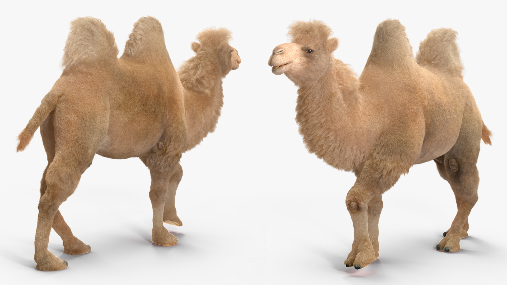 3D Arab Man with Camel on Desert Fur model