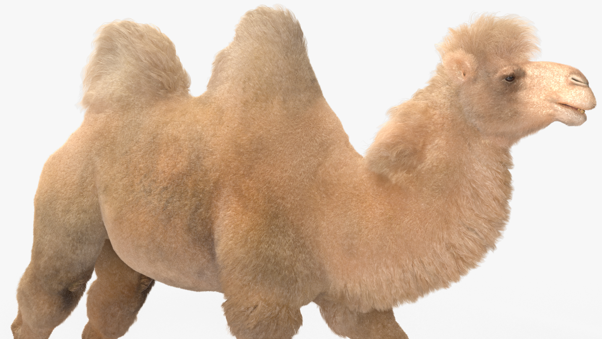 3D Arab Man with Camel on Desert Fur model