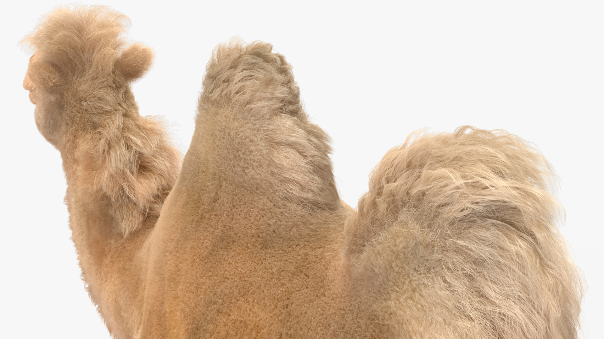 3D Arab Man with Camel on Desert Fur model