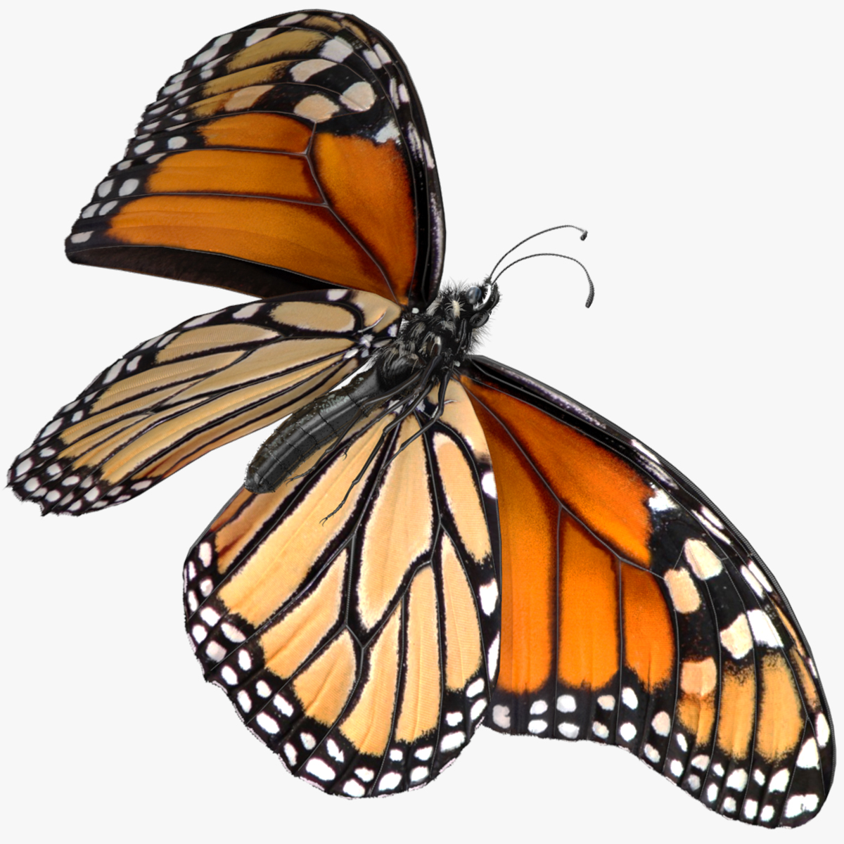 Monarch Butterfly Fur Rigged
