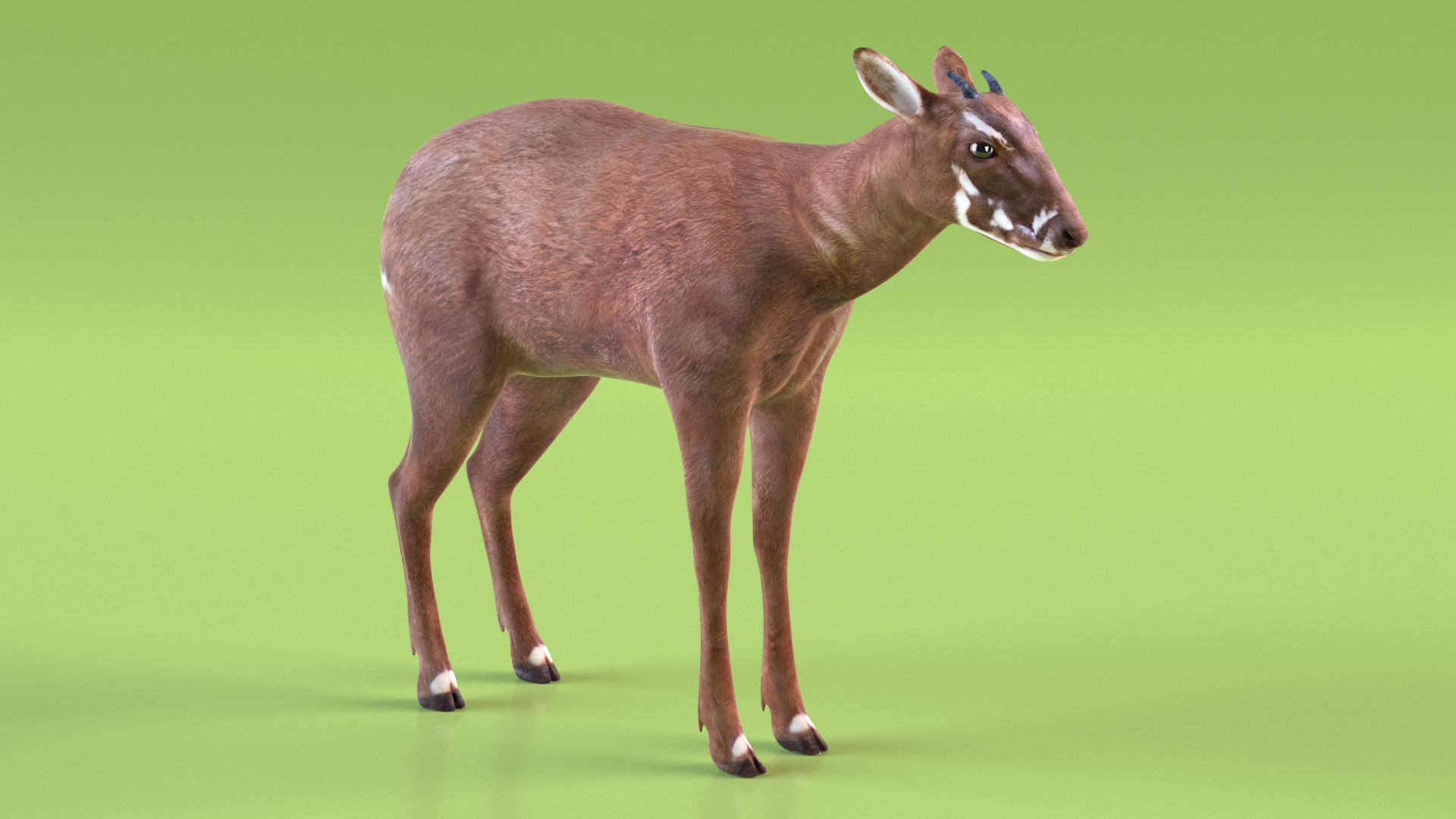 Saola Standart Pose 3D model