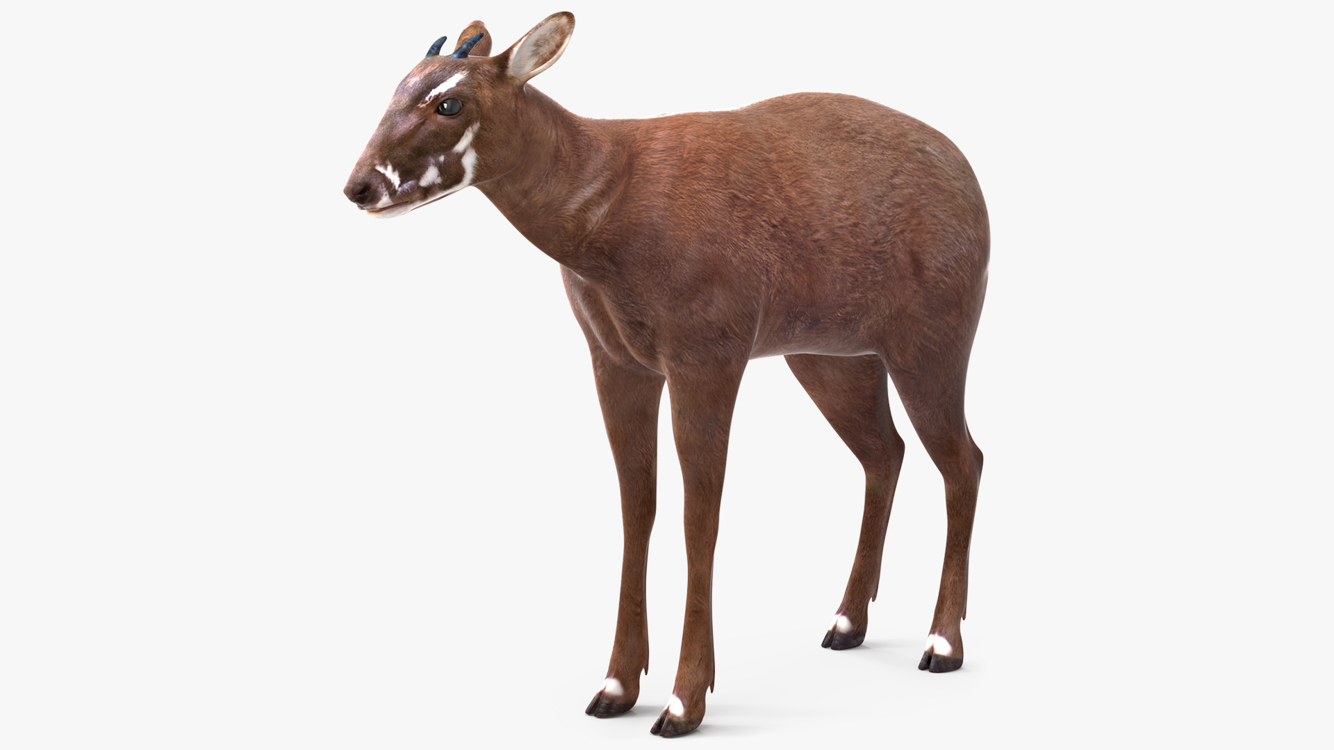Saola Standart Pose 3D model