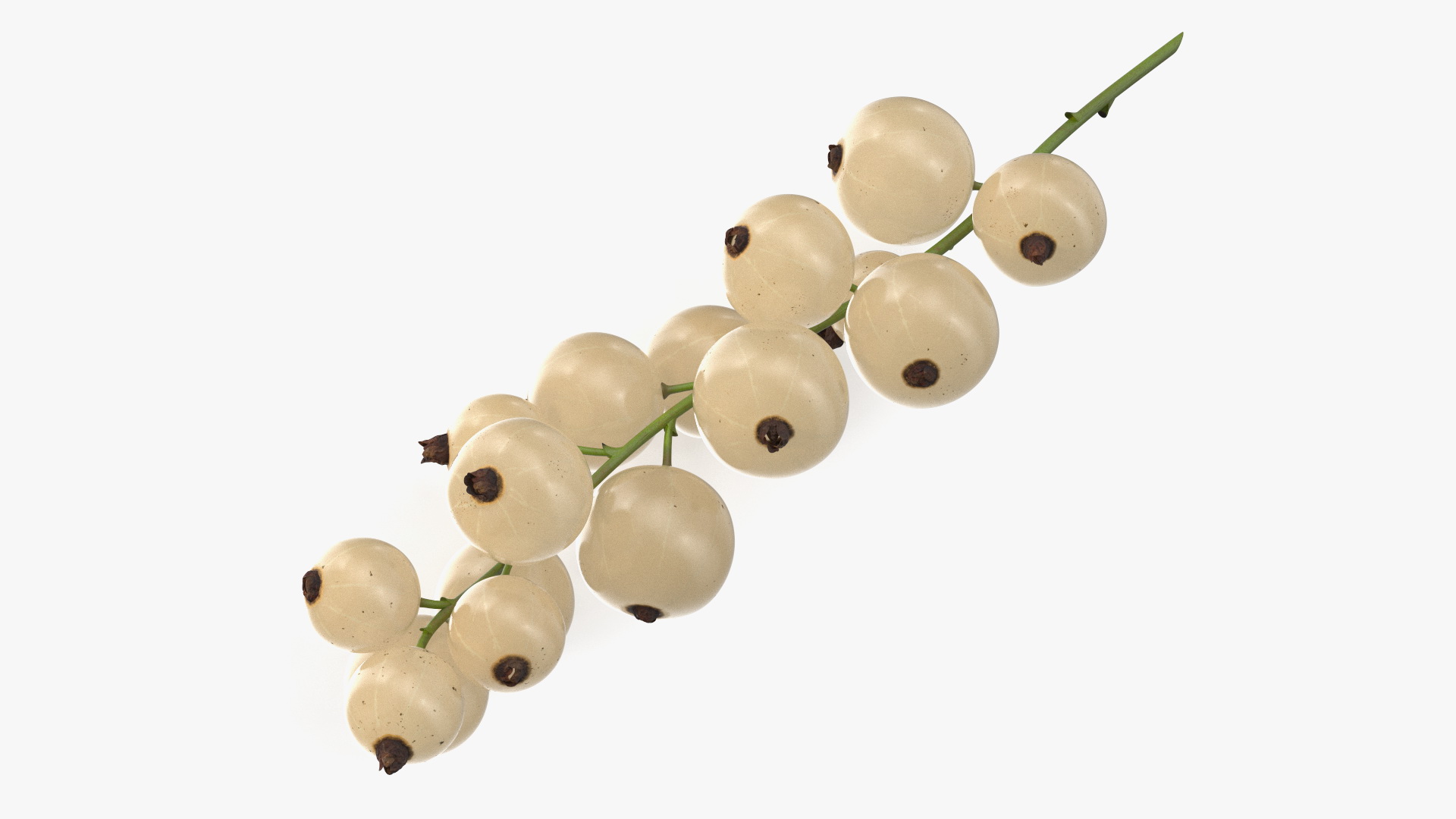 White Currant Berry Cluster 3D