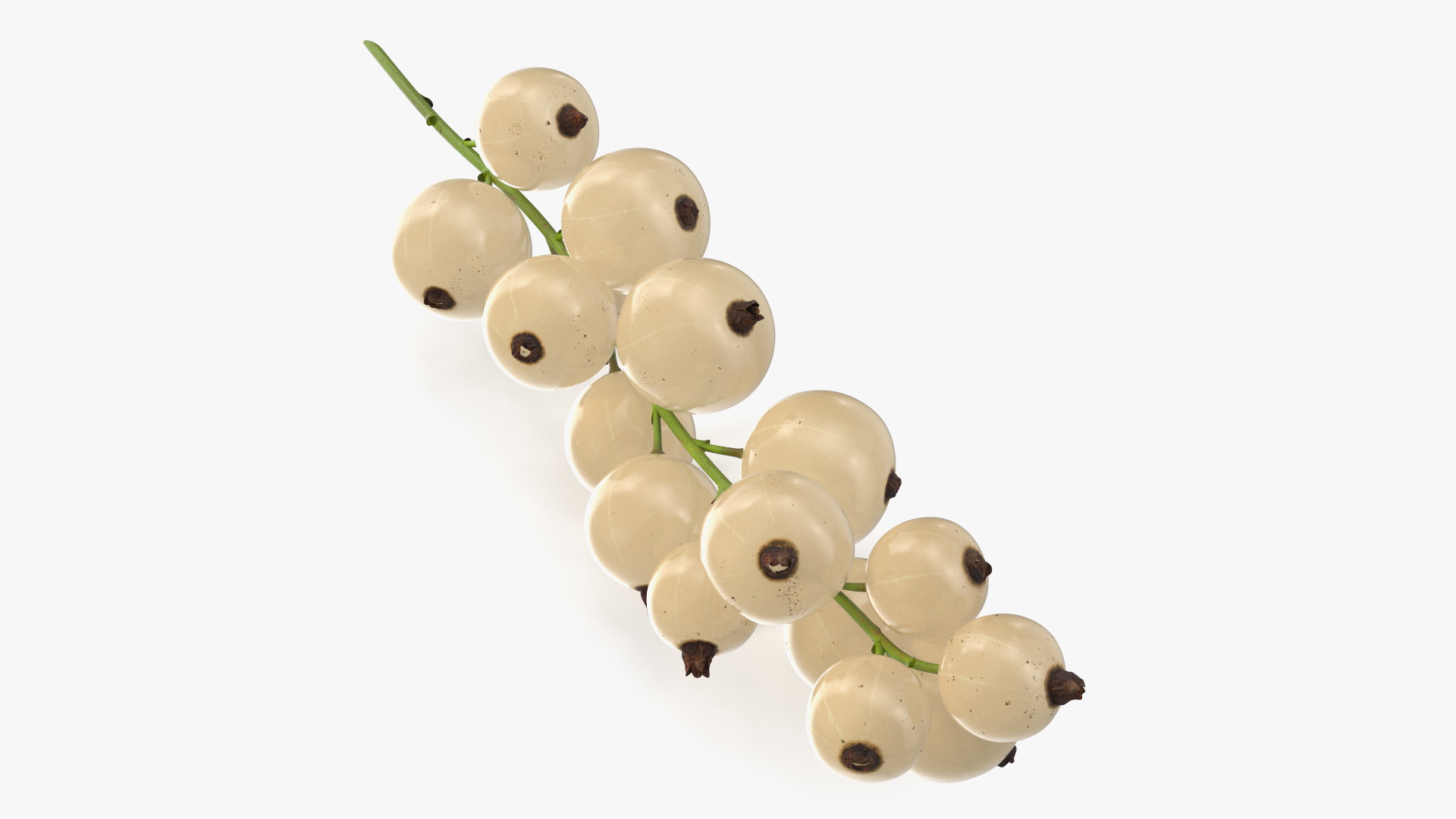 White Currant Berry Cluster 3D