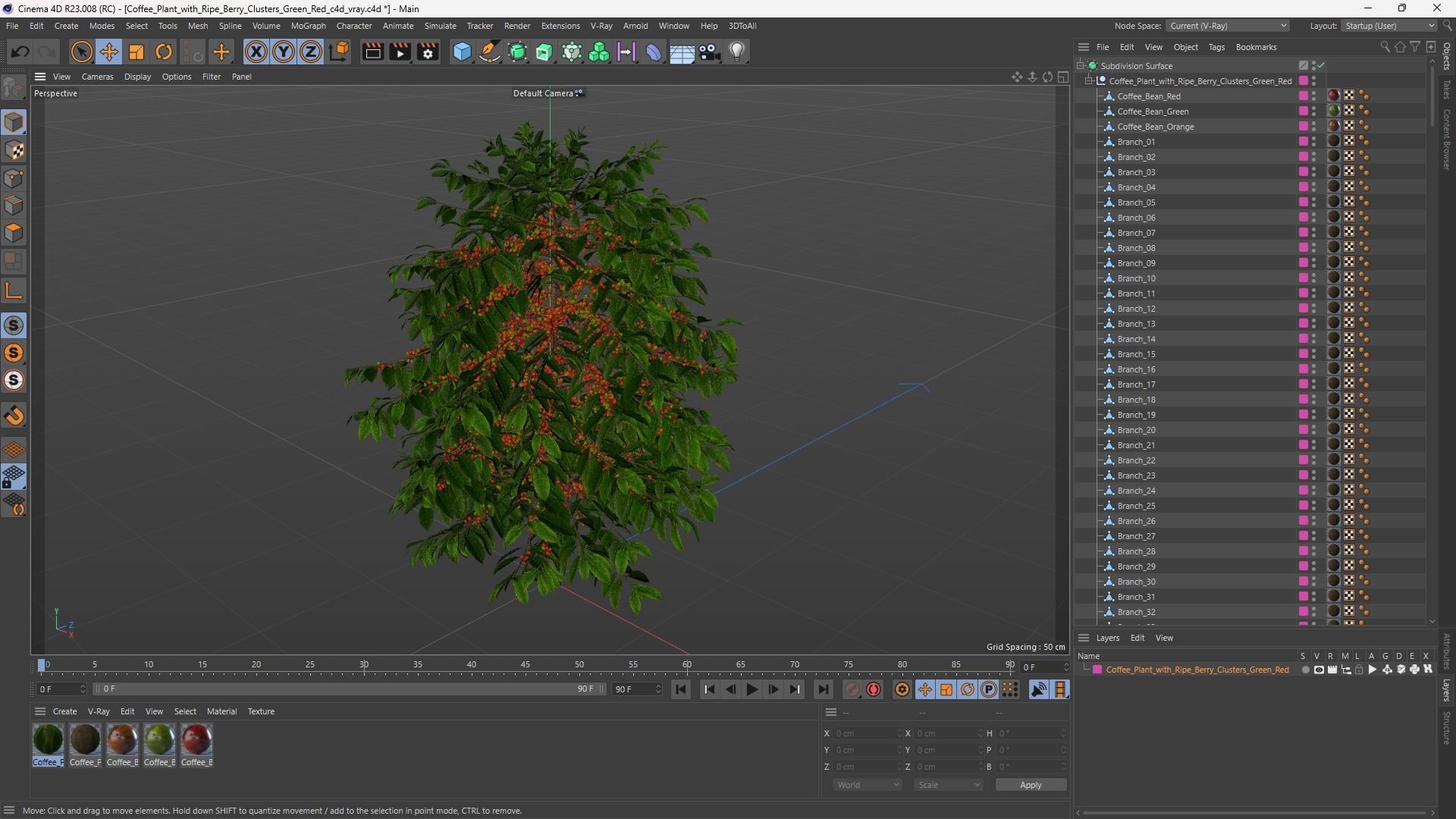 Coffee Plant with Ripe Berry Clusters Green Red, view 11